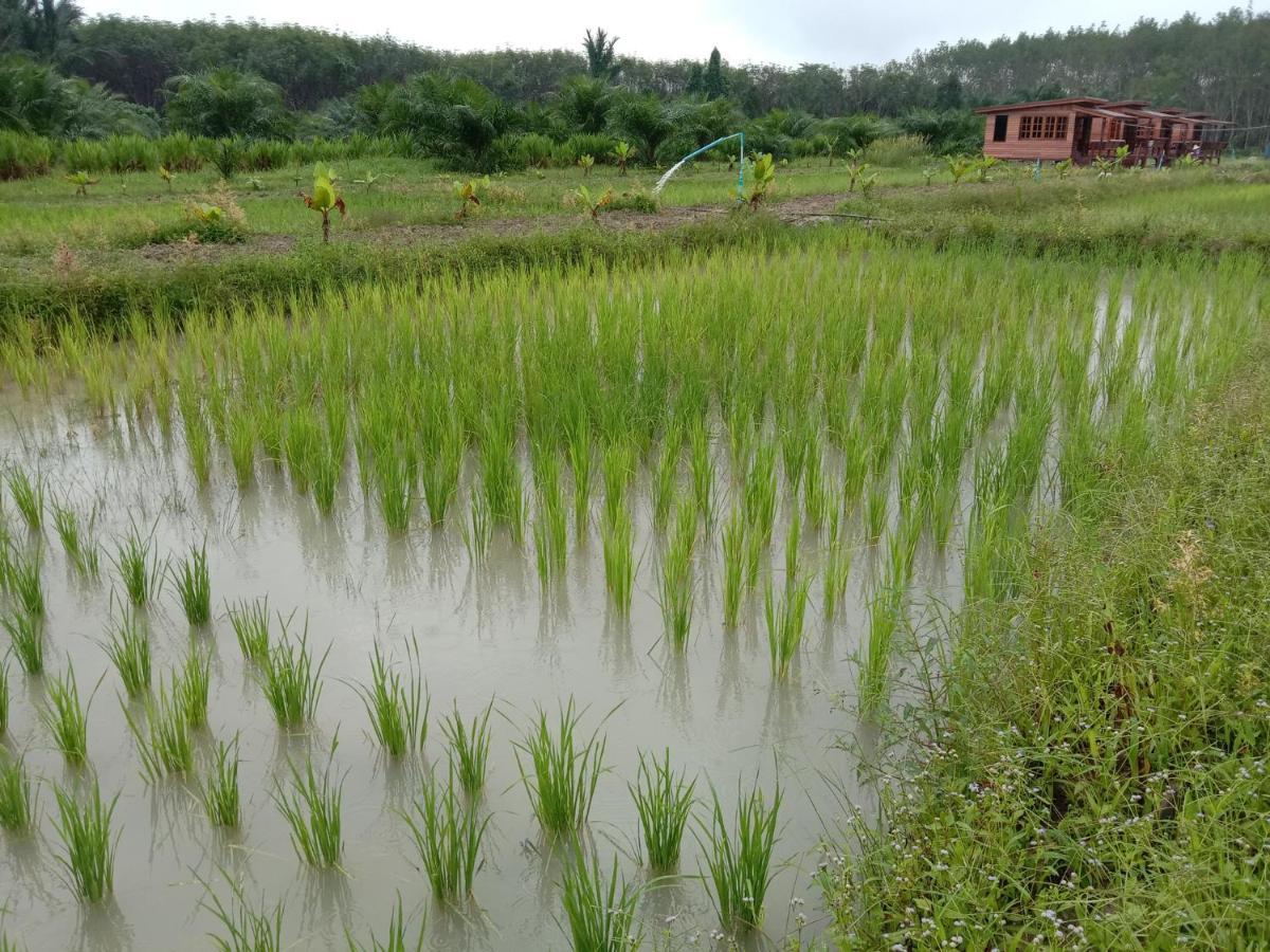 ไร่นาบัวหลวง คาเฟ่ & ฟาร์มสเตย์ Raina Bualuang Cafe & Farm Stay Ban Na No Exteriör bild