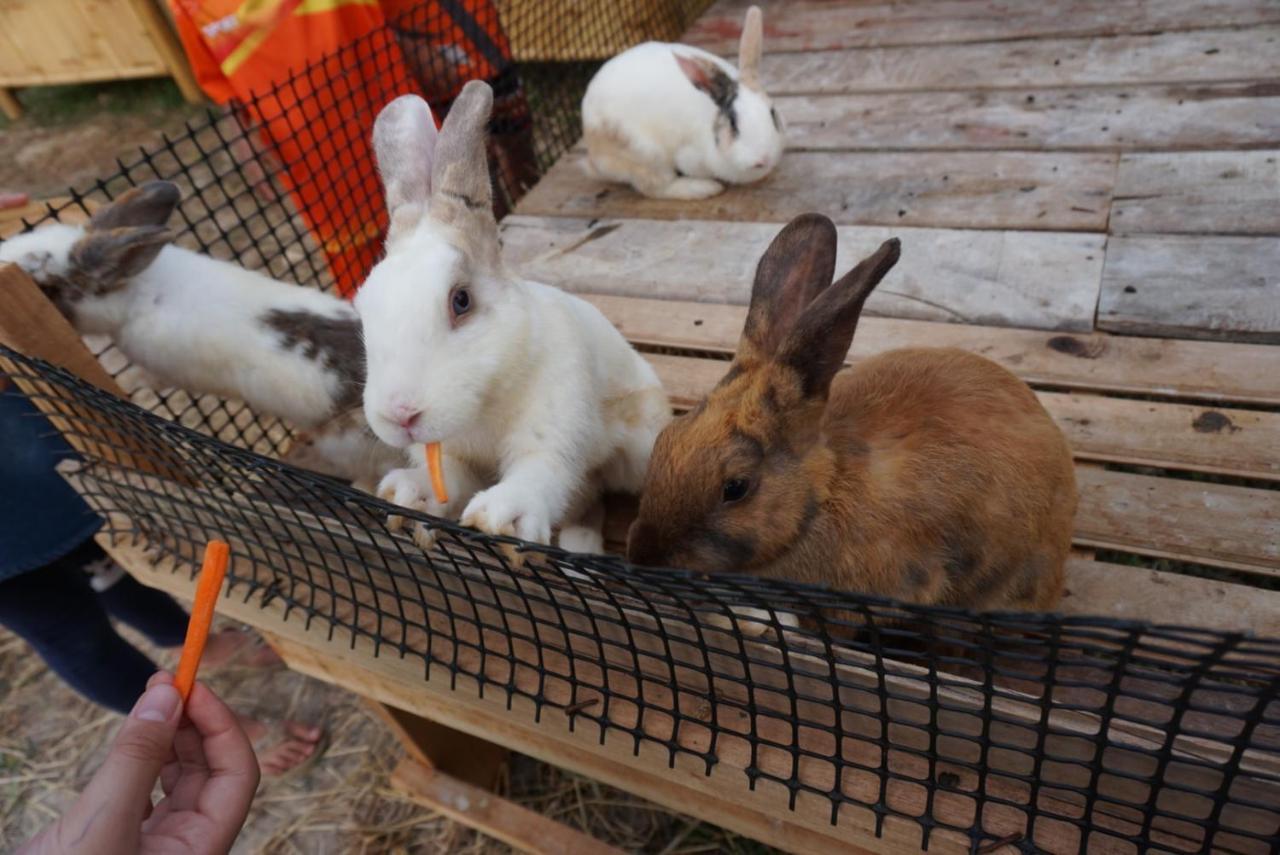 ไร่นาบัวหลวง คาเฟ่ & ฟาร์มสเตย์ Raina Bualuang Cafe & Farm Stay Ban Na No Exteriör bild