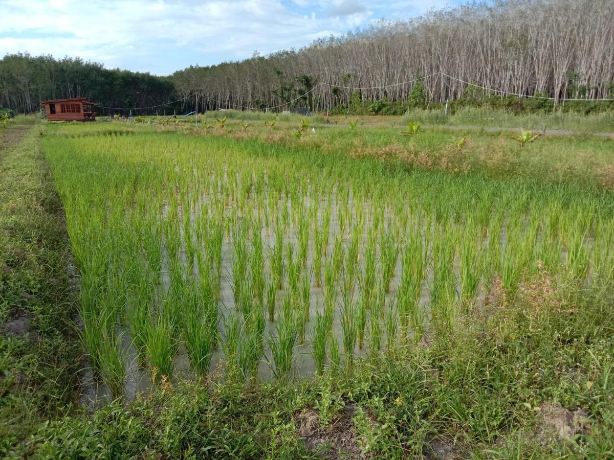 ไร่นาบัวหลวง คาเฟ่ & ฟาร์มสเตย์ Raina Bualuang Cafe & Farm Stay Ban Na No Exteriör bild