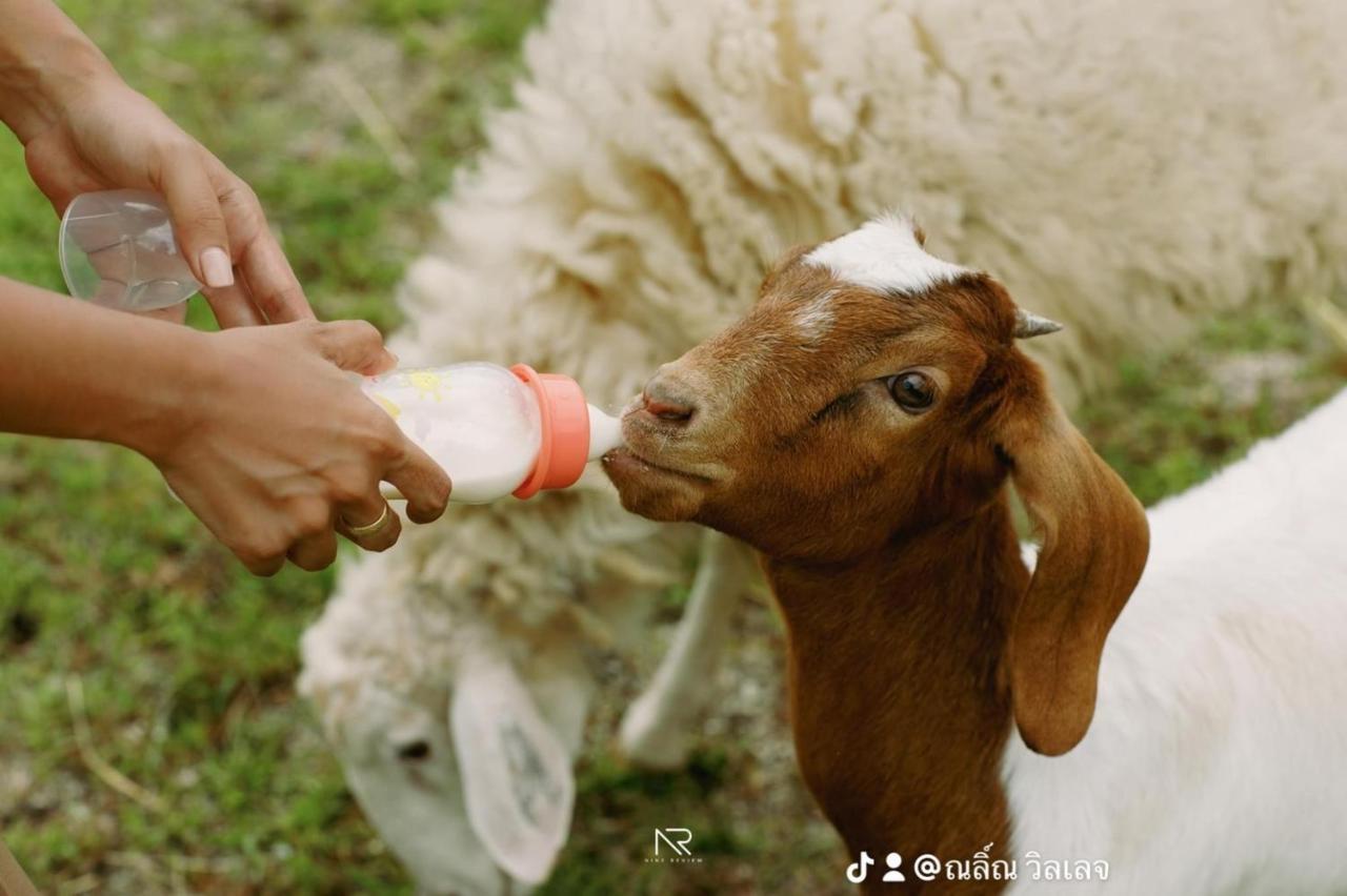 ไร่นาบัวหลวง คาเฟ่ & ฟาร์มสเตย์ Raina Bualuang Cafe & Farm Stay Ban Na No Exteriör bild